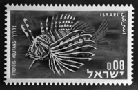 A new postal stamps showing fishes in the Red Sea was issued by the Post Authorities.