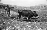 נוף בשומרון.