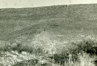 חקירות -העדרים.