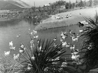 ניר דוד (תל עמל).