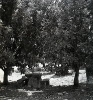 סיור בהר מירון.