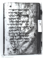Photograph of: Birds' Head Haggadah : Fol.28v.