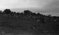Photograph of: Jewish Cemetery Darabani.