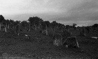Photograph of: Jewish Cemetery Darabani.