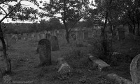 Photograph of: Jewish Cemetery Darabani.