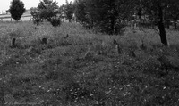 Photograph of: Jewish cemetery in Żelechów.