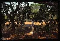 Photograph of: Jewish cemetery in Mala.