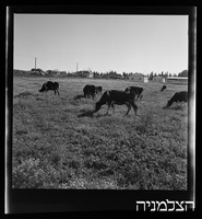 רסקו, גן השומרון.