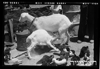 כפר מרדכי, גוש "בשיט".