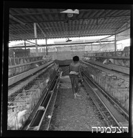 רסקו, משגב דב.
