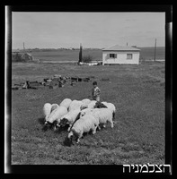 רסקן, כפר אביב.