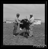רסקן, כפר אביב.