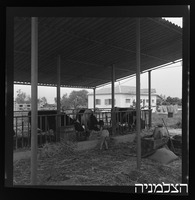 רסקו, כפר ארגנטינה.