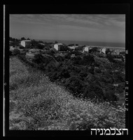מעיין צבי.