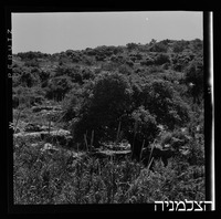 מעיין צבי.