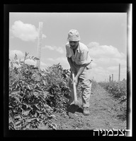 רסקו, גזר.
