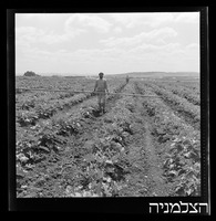 רסקו, גזר.
