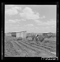 רסקו, גזר.
