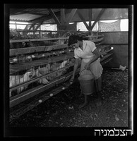 רסקו, גזר.