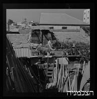 רסקו, גזר.