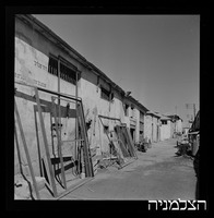 רסקו, גזר.