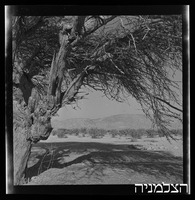 עצי תמר, יטבתה.
