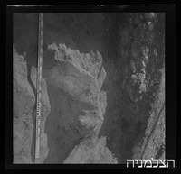 עצי תמר, יטבתה.