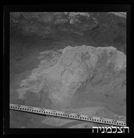 עצי תמר, יטבתה.