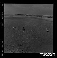 מעיין צבי.