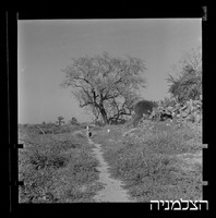 גבעת יונה (א-נבי יונס), מעל נמל אשדוד.