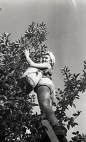 להבות הבשן.