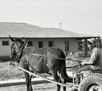 ענפם חצר באור יצחק עגלון.