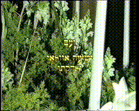 מופע: בקשות (וידאו) .הקלטת פונקציה [הקלטת וידאו]. .הקלטת פונקציה