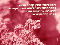 סיפור המקרא בהוצאת נאות קדומים- רפרודוקציה.
