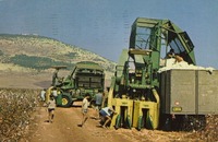שנה טובה - קיבוץ עין דור – הספרייה הלאומית