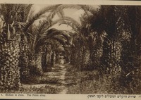 שדרת הדקלים המובילים ליקבי ראשון [גלויה] – הספרייה הלאומית