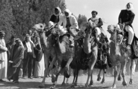 מרוץ גמלים.