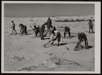 Fixing of sand dunes by by planting trees.