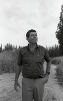 אילן אשל שער הגולן.