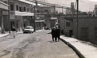 מג'דל שאמס.