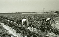 מילואים בחצבה, 24/11/1983.