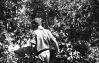 IDF units searching after Arab terrorists in Gaza Strip who hide in the orchards surrounding the Gaza town.