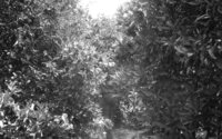 IDF units searching after Arab terrorists in Gaza Strip who hide in the orchards surrounding the Gaza town.
