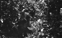 IDF units searching after Arab terrorists in Gaza Strip who hide in the orchards surrounding the Gaza town.