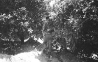 IDF units searching after Arab terrorists in Gaza Strip who hide in the orchards surrounding the Gaza town.