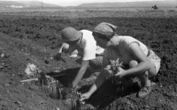 תצלום, לולי חרמוני ומיכל אלטמן בעבודת נטיעה.