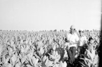 Arab peasants working in Jewish farms growing tobacco leaves in Galilee.