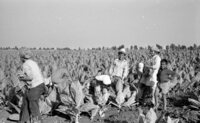 Arab peasants working in Jewish farms growing tobacco leaves in Galilee.