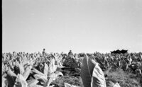 Arab peasants working in Jewish farms growing tobacco leaves in Galilee.