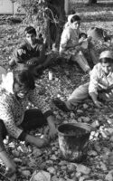 Making olive oil in Ilabun.